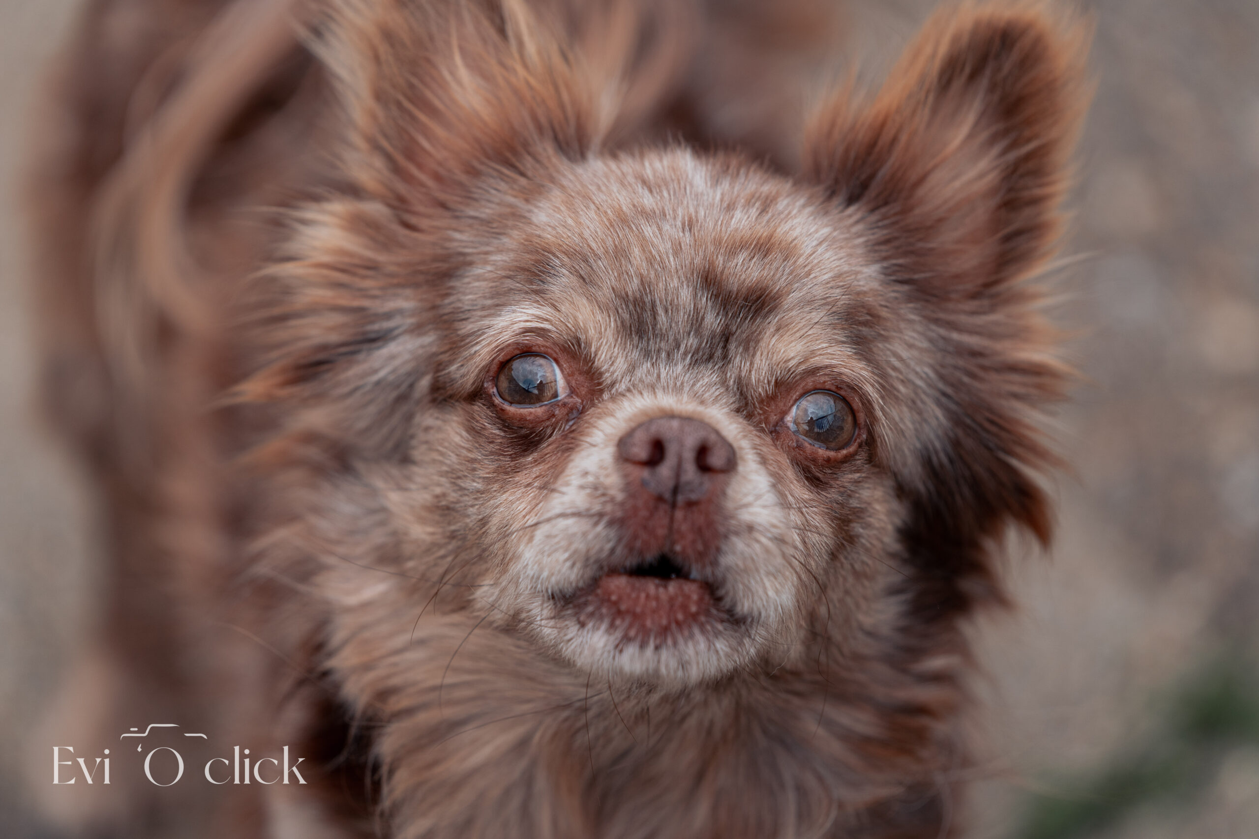 DIERENASIELGENK_EVIOCLICK-157