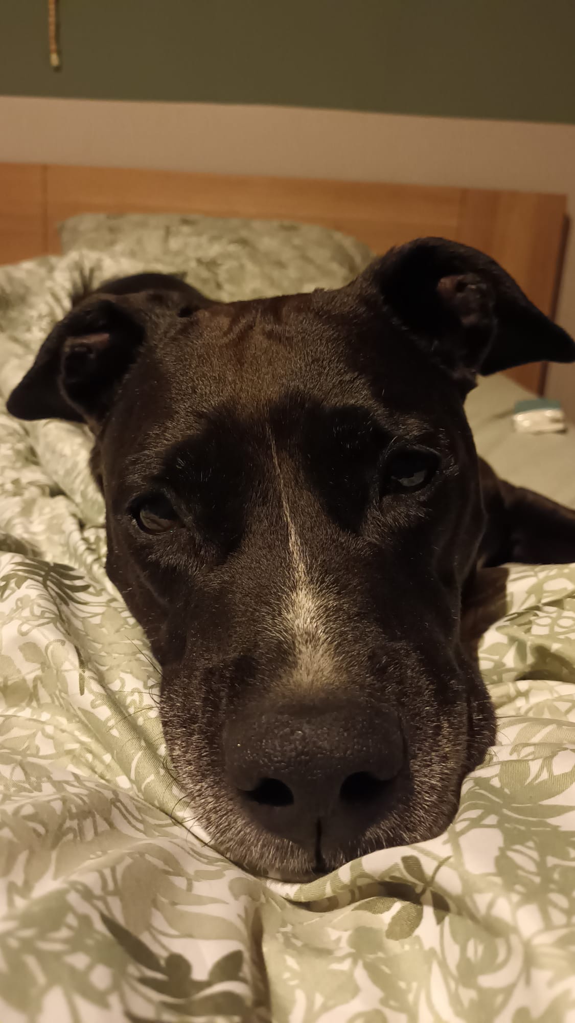 Afbeelding van WhatsApp op 2025-09-22 om 12.21.00_47559822