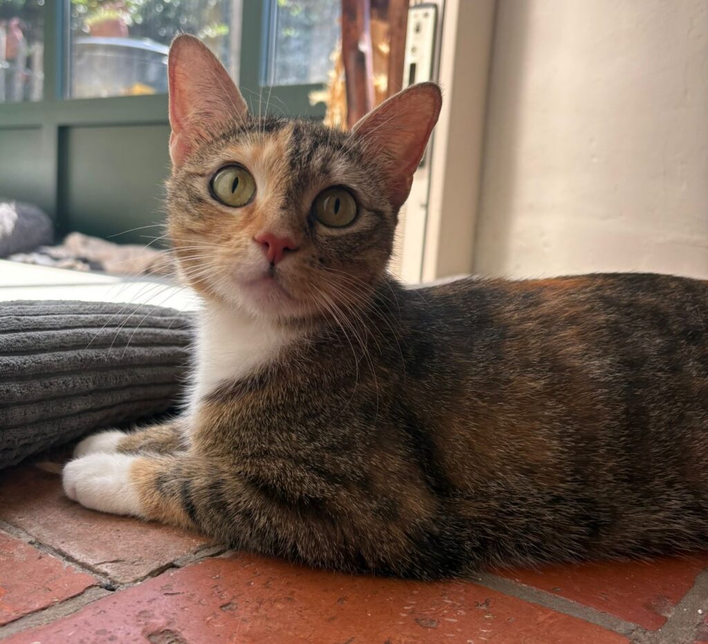 Bella