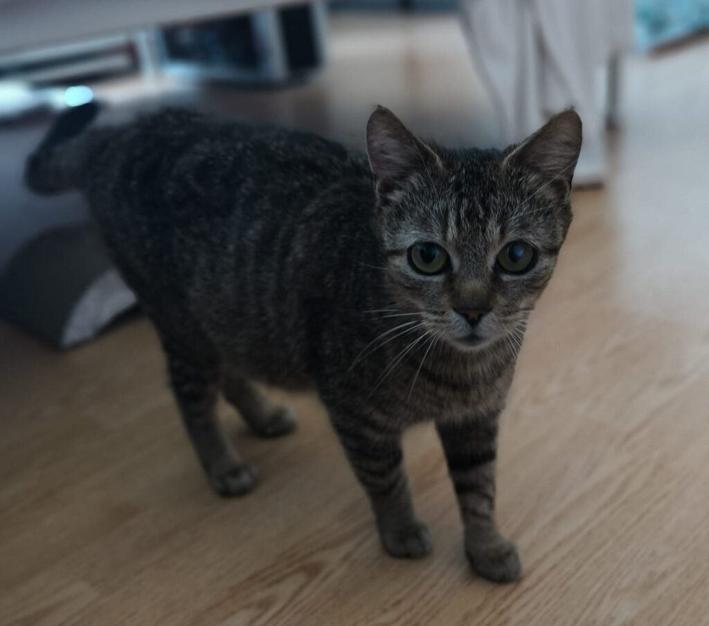 Pepper (2)
