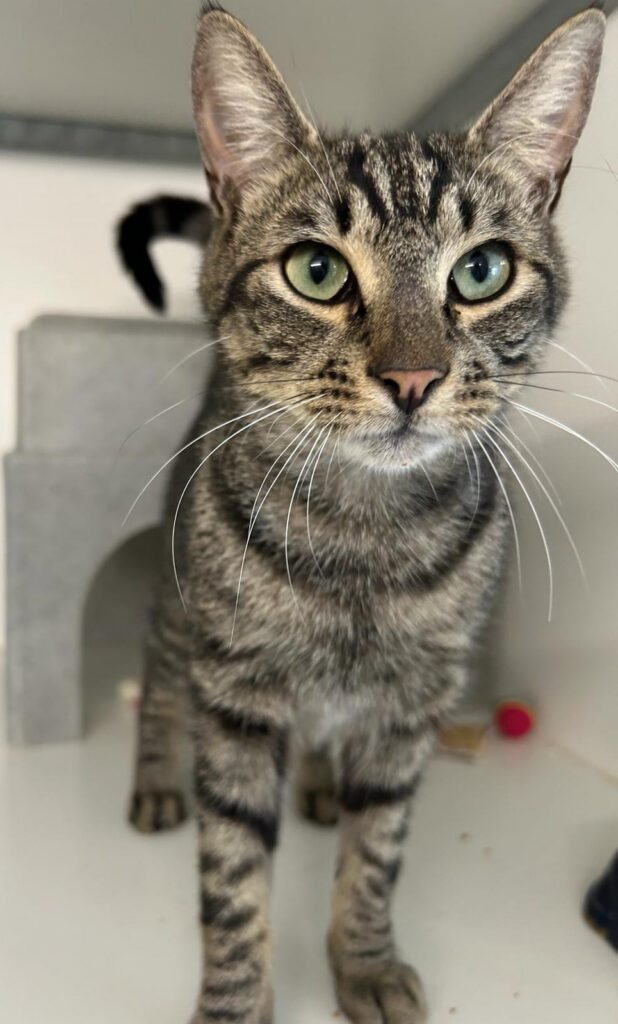 Timo
