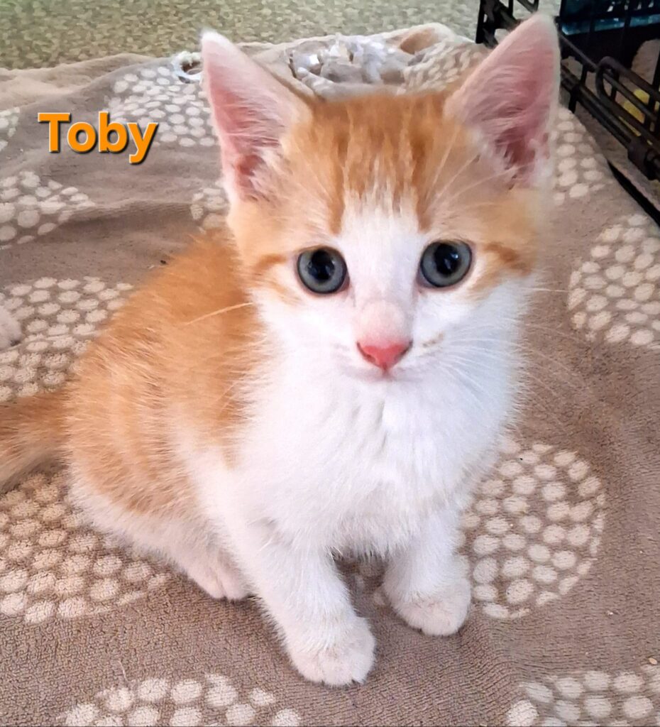 Toby