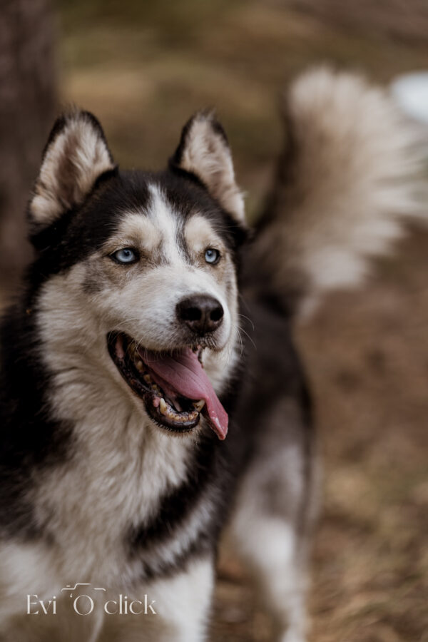 ASIELGENK_EVIOCLICK-79-600×900