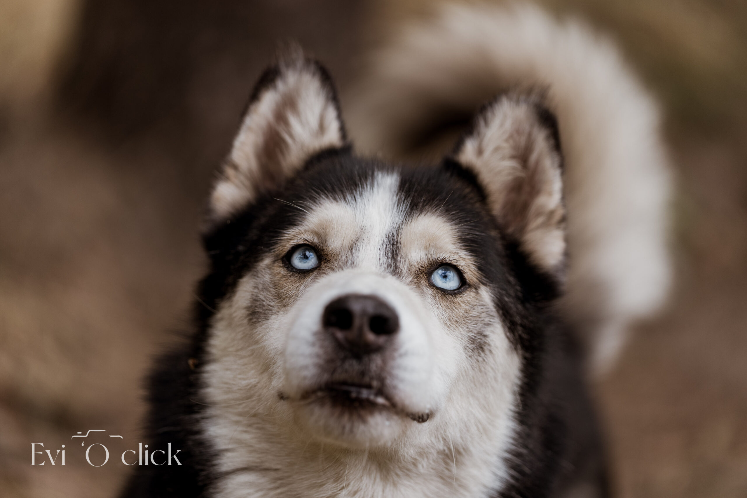 ASIELGENK_EVIOCLICK-80