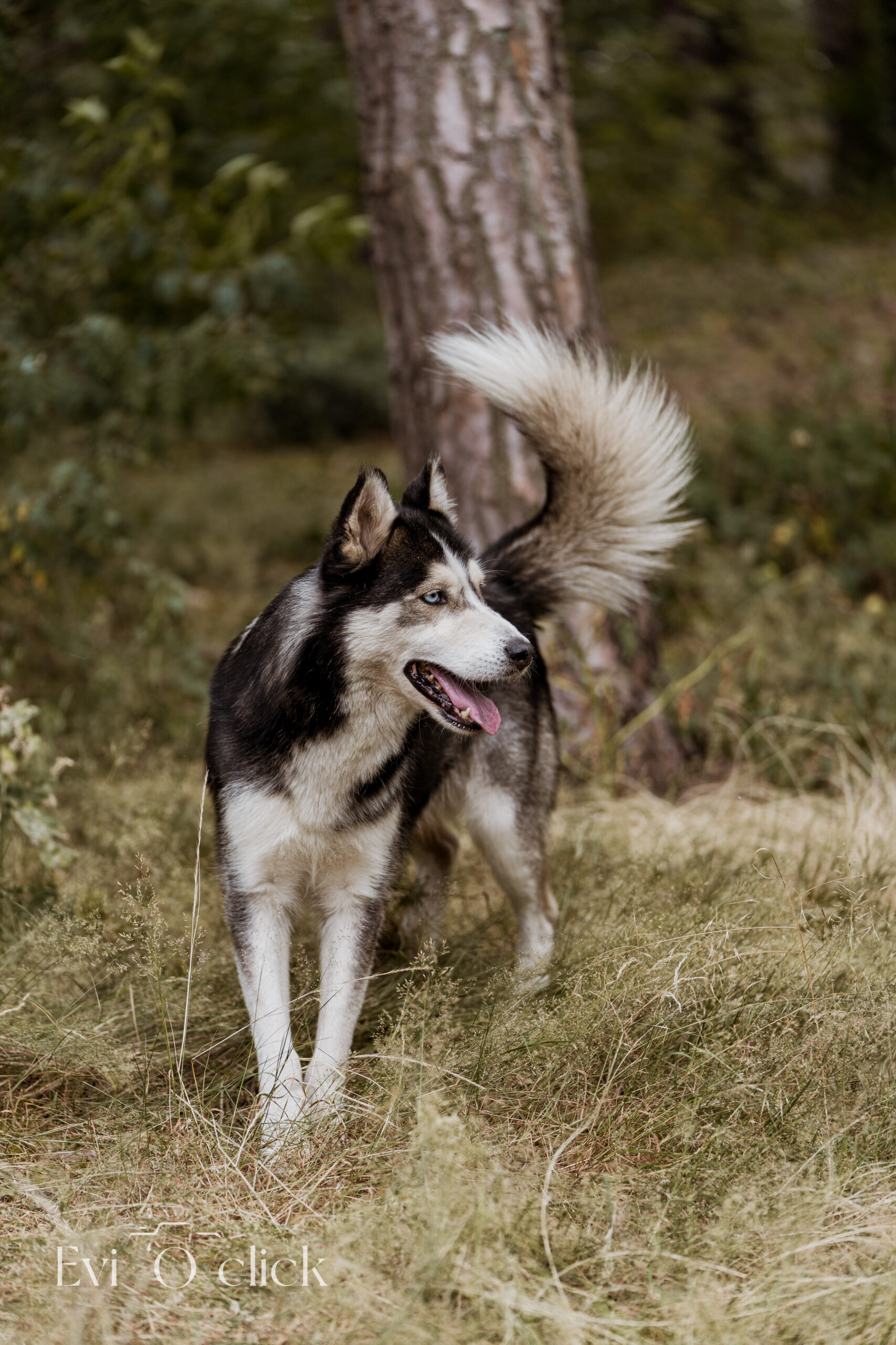 ASIELGENK_EVIOCLICK-81