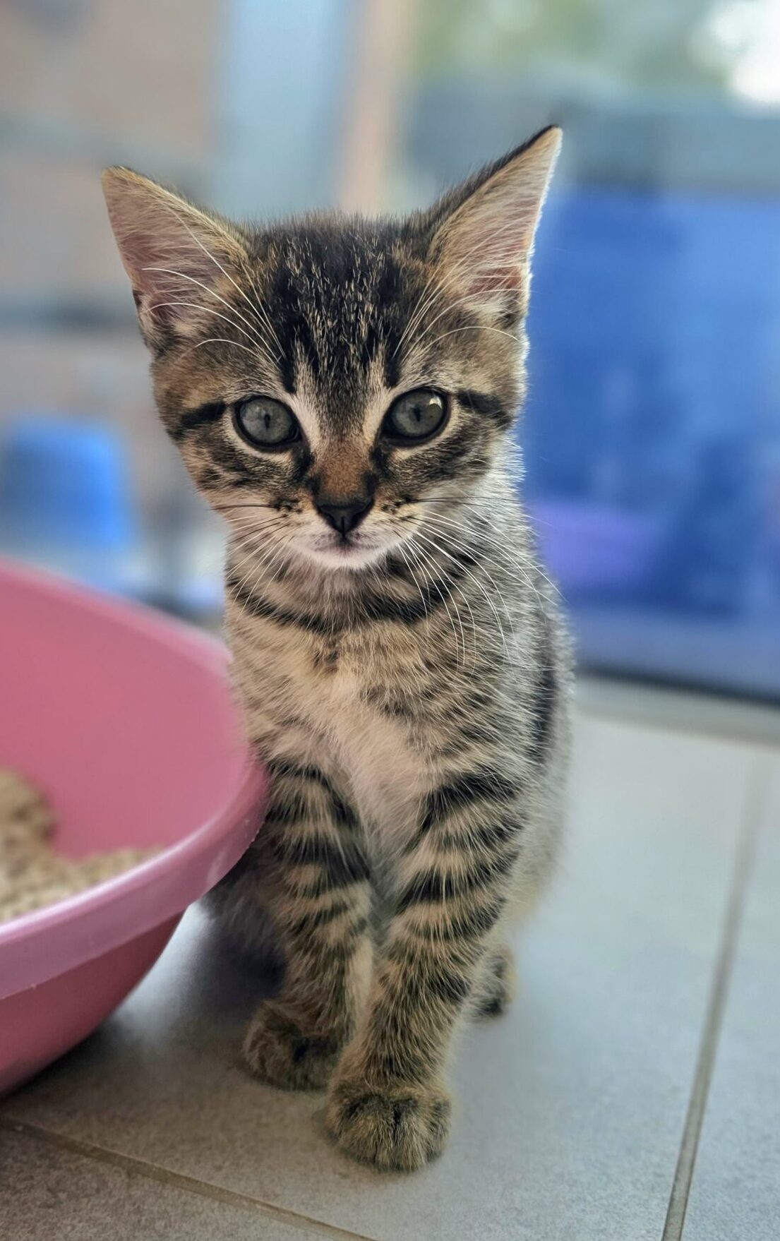 Leo