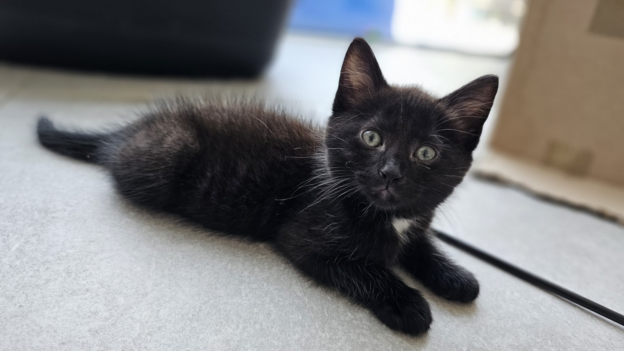 Oreo