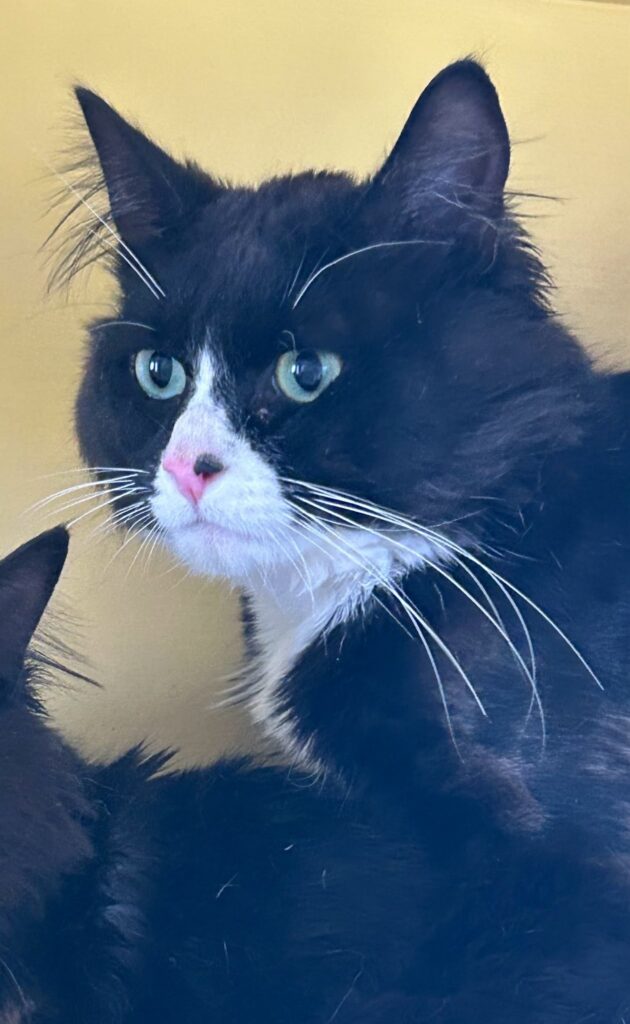 Simon