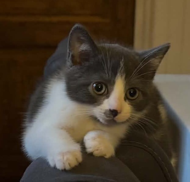 Viktor