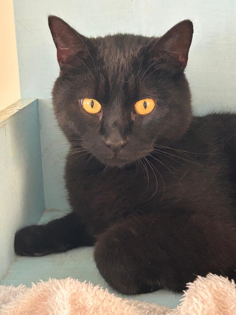 Milo