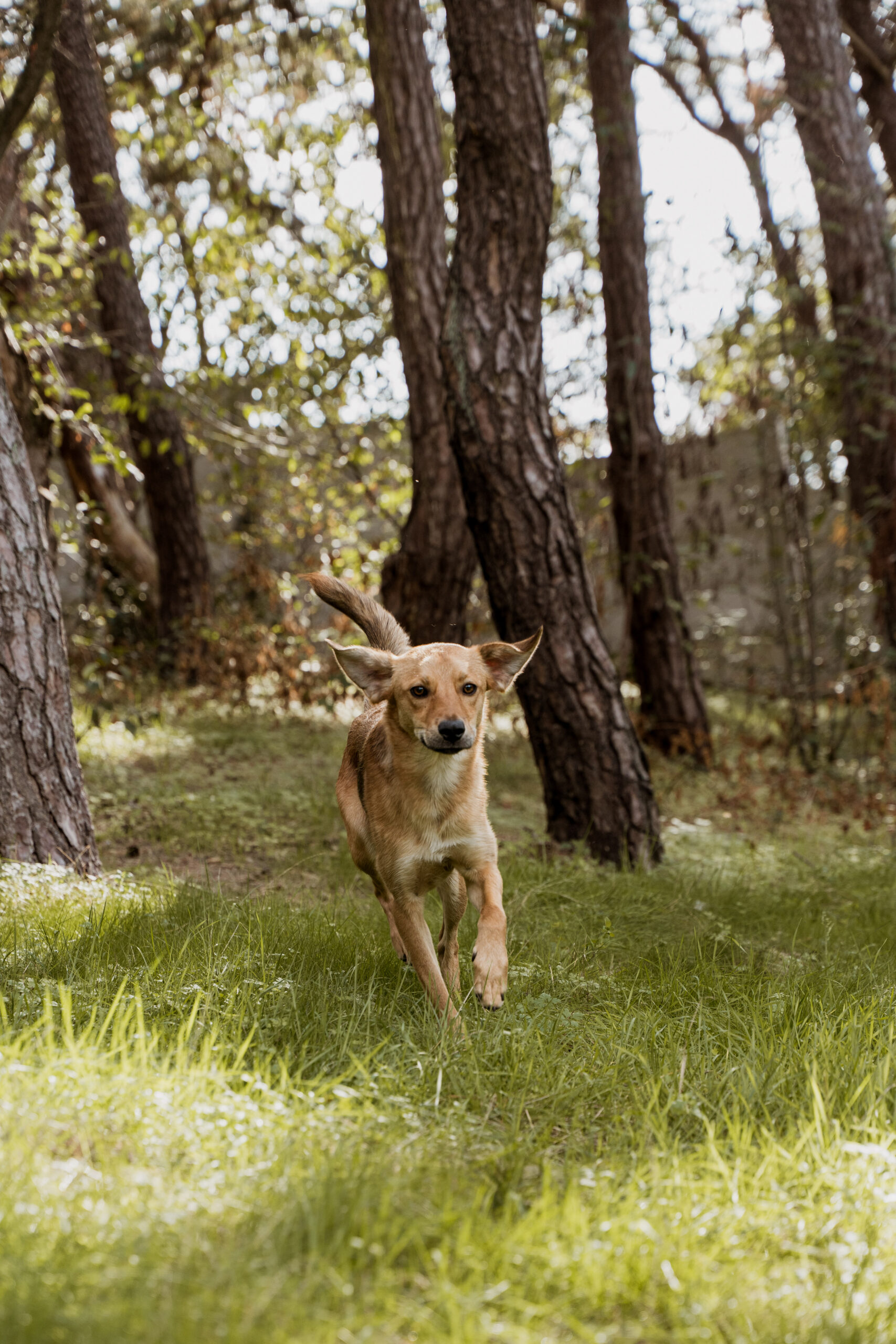 DIERENASIELGENK_EVIOCLICK-74