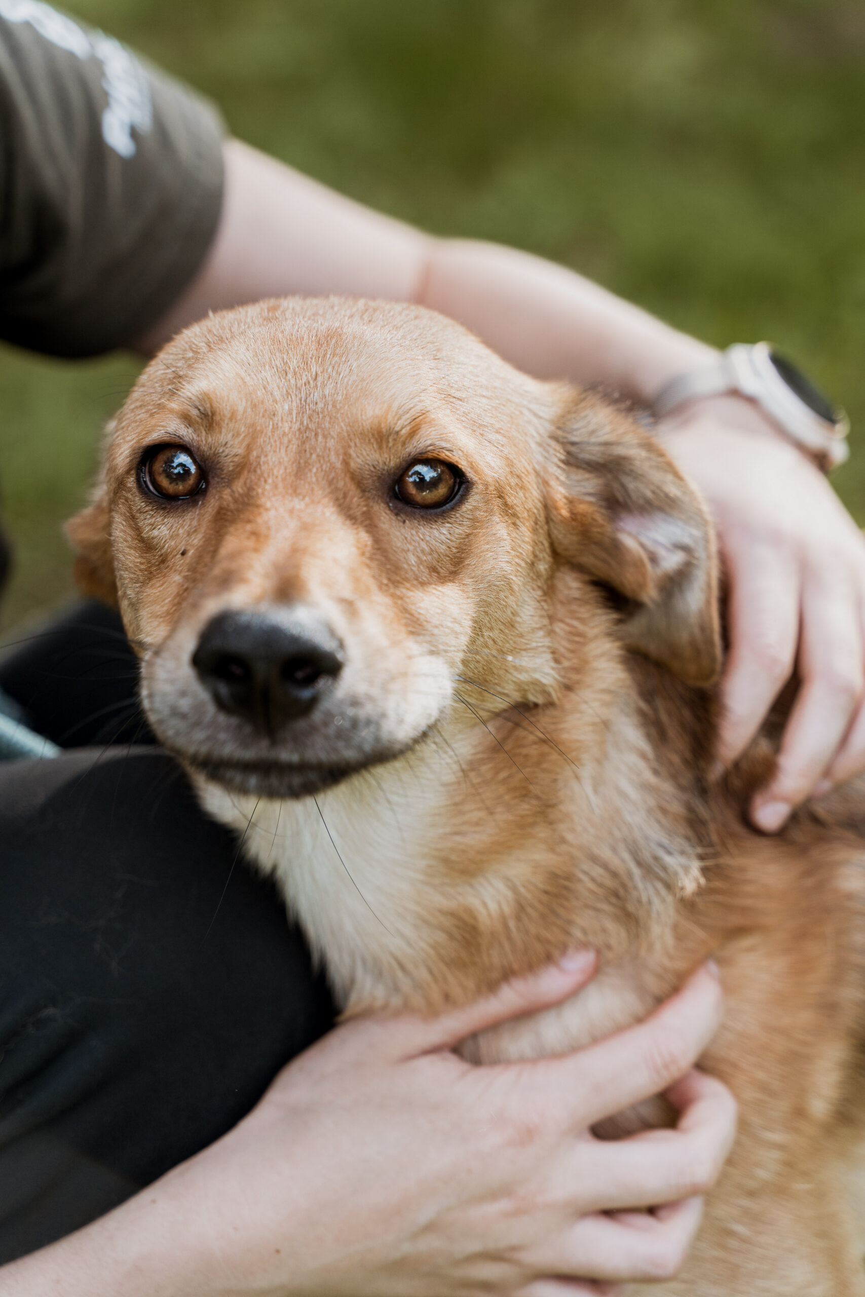 DIERENASIELGENK_EVIOCLICK-76